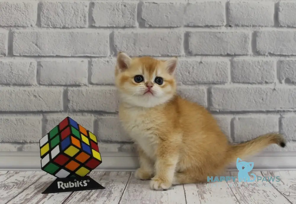 Guchi Scottish Straight male black golden chinchilla live animals