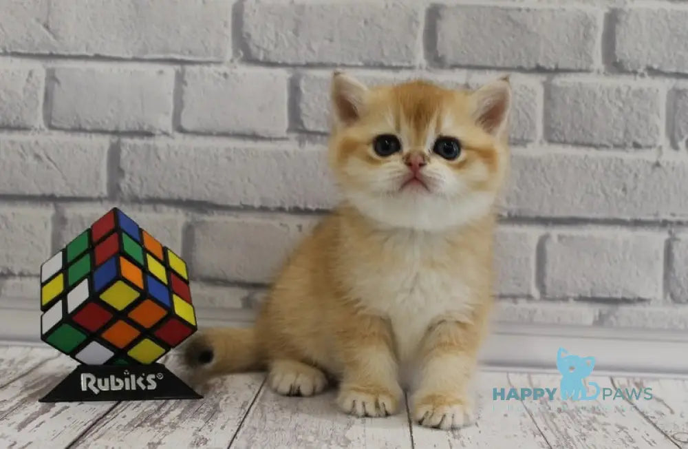 Guchi Scottish Straight male black golden chinchilla live animals