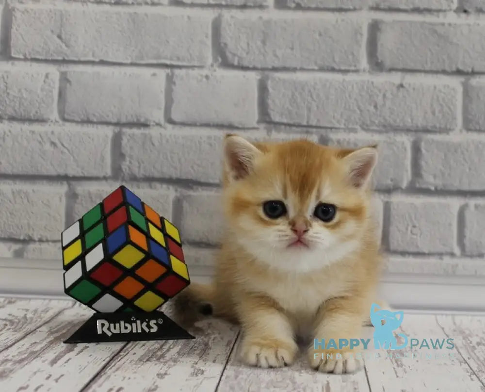 Guchi Scottish Straight male black golden chinchilla live animals