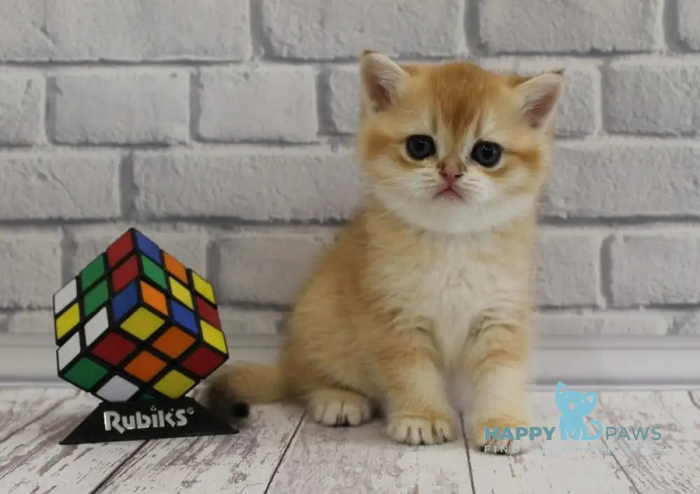 Guchi Scottish Straight male black golden chinchilla live animals