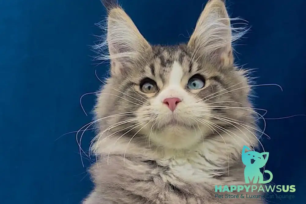 Gudvyn Maine Coon male black ticked tabby bicolour - live animals