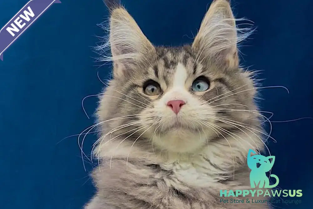 Gudvyn Maine Coon male black ticked tabby bicolour - live animals