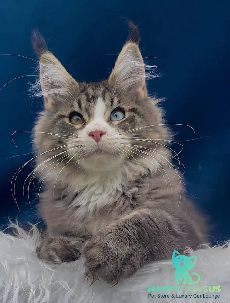 Gudvyn Maine Coon male black ticked tabby bicolour - live animals