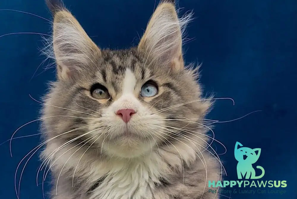 Gudvyn Maine Coon male black ticked tabby bicolour - live animals