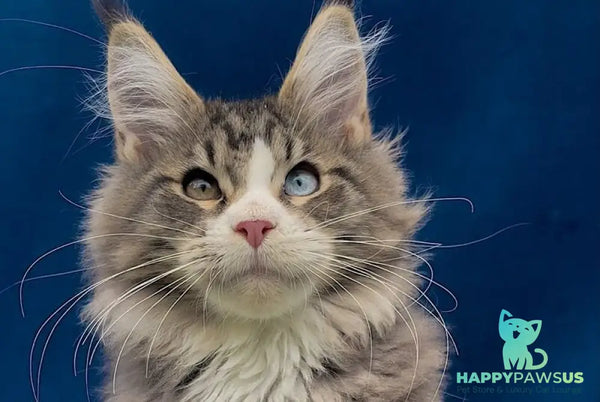 Gudvyn Maine Coon male black ticked tabby bicolour - live animals