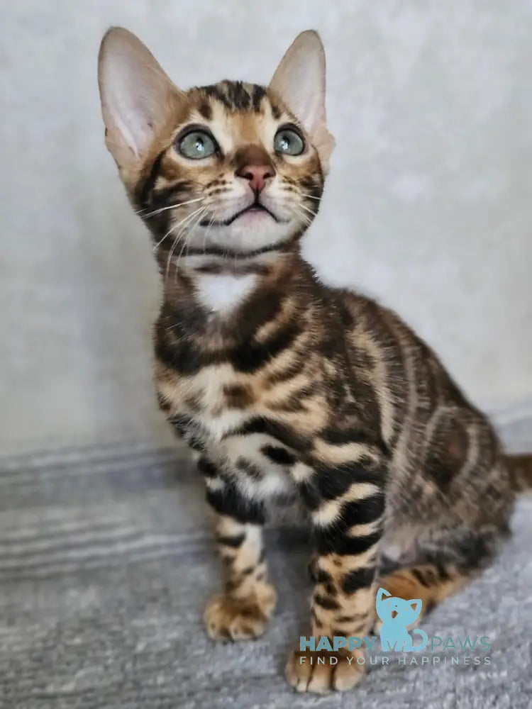 Guess Bengal male black spotted tabby live animals