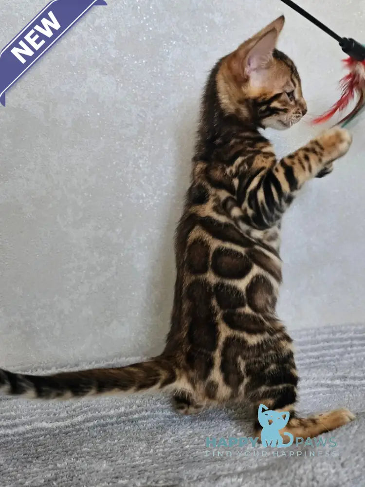 Guess Bengal male black spotted tabby live animals