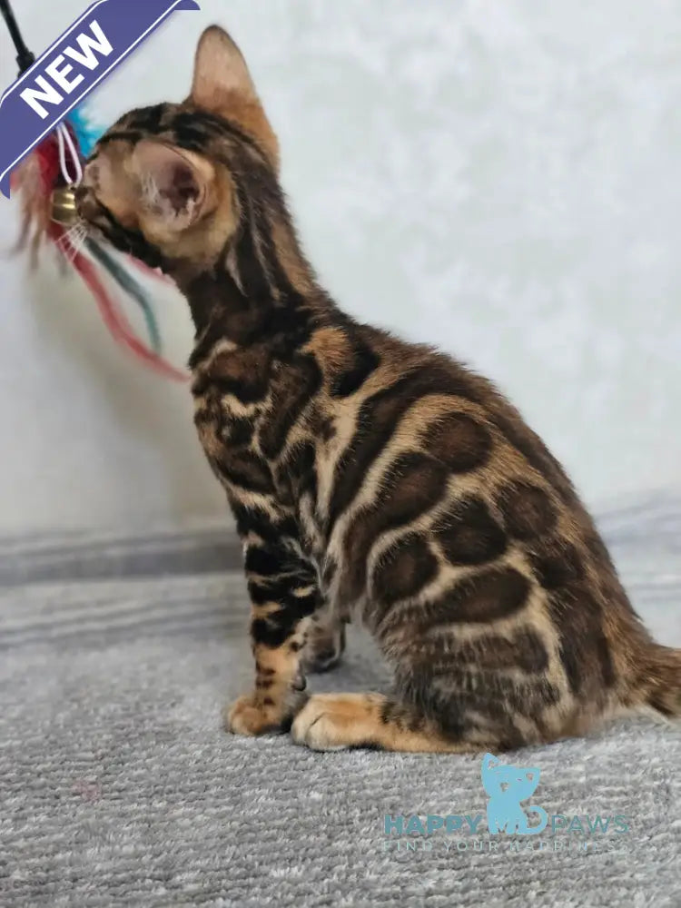 Guess Bengal male black spotted tabby live animals
