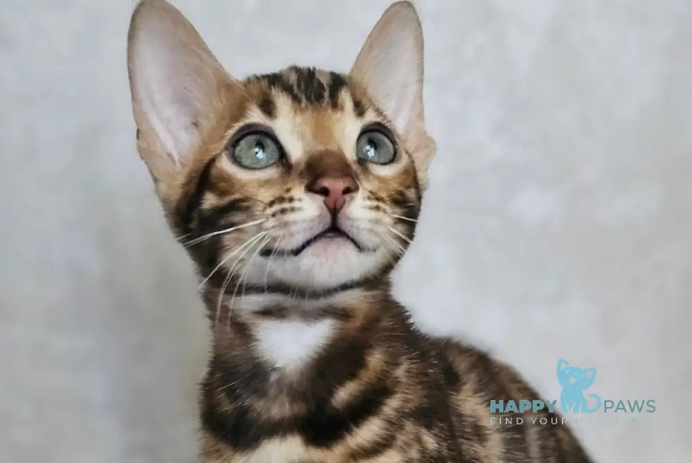 Guess Bengal male black spotted tabby live animals