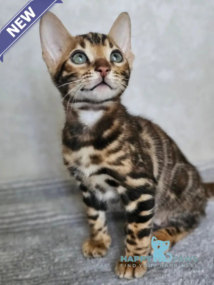 Guess Bengal male black spotted tabby live animals