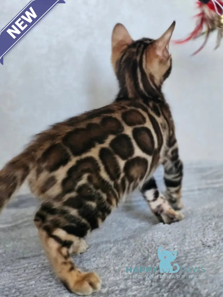 Guess Bengal male black spotted tabby live animals