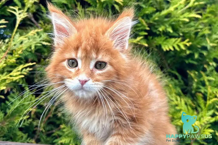 Guido Maine Coon male red spotted tabby - live animals
