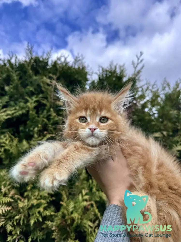 Guido Maine Coon male red spotted tabby - live animals
