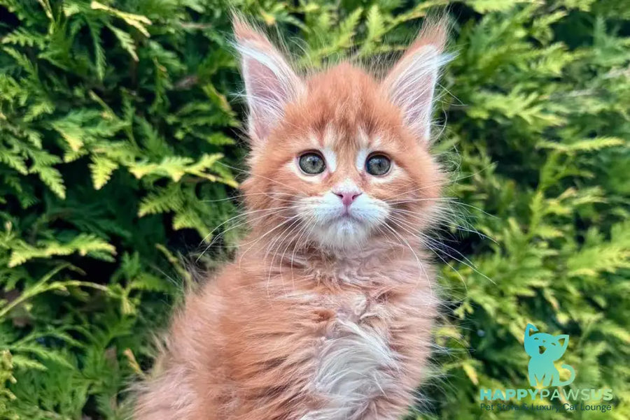 Guido Maine Coon male red spotted tabby - live animals