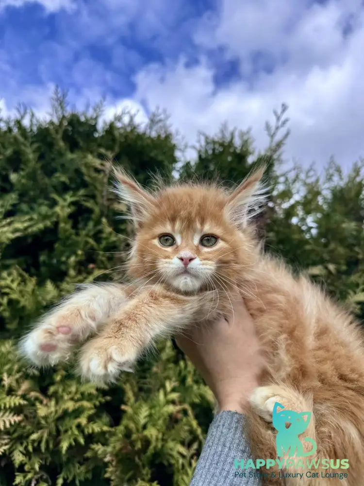 Guido Maine Coon male red spotted tabby - live animals