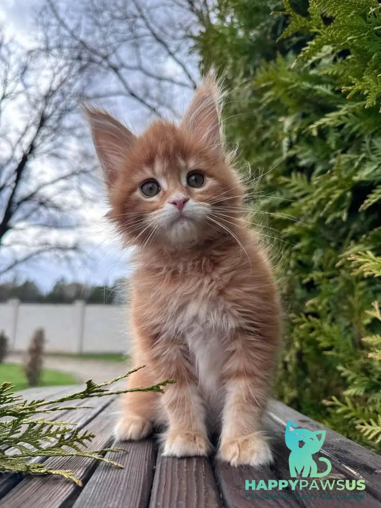 Guido Maine Coon male red spotted tabby - live animals