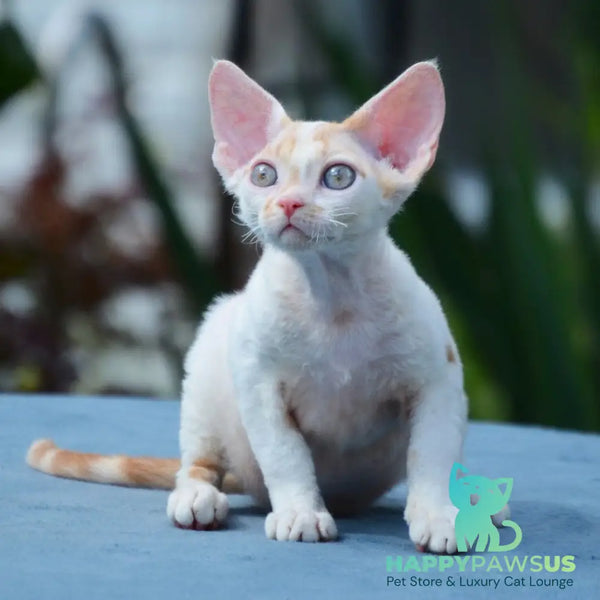 Gulliver Devon Rex male red tabby harlequin - live animals