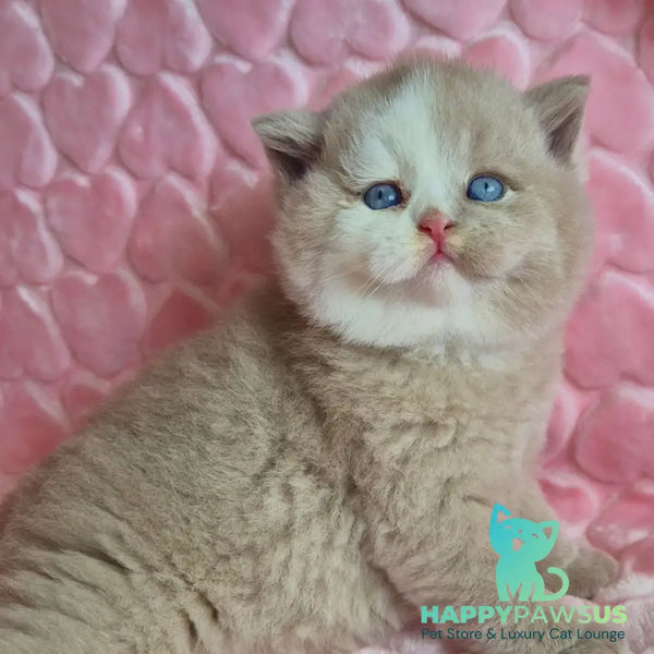 Gummy British Shorthair male fawn with white - live animals