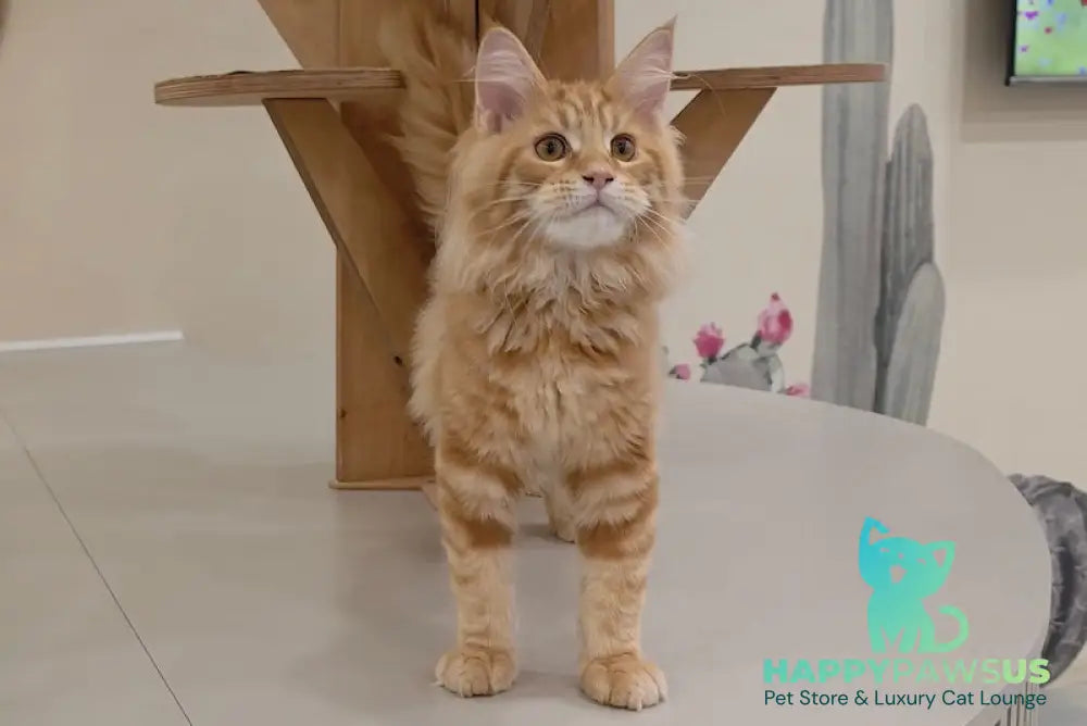 Guru Maine Coon male red tabby live animals