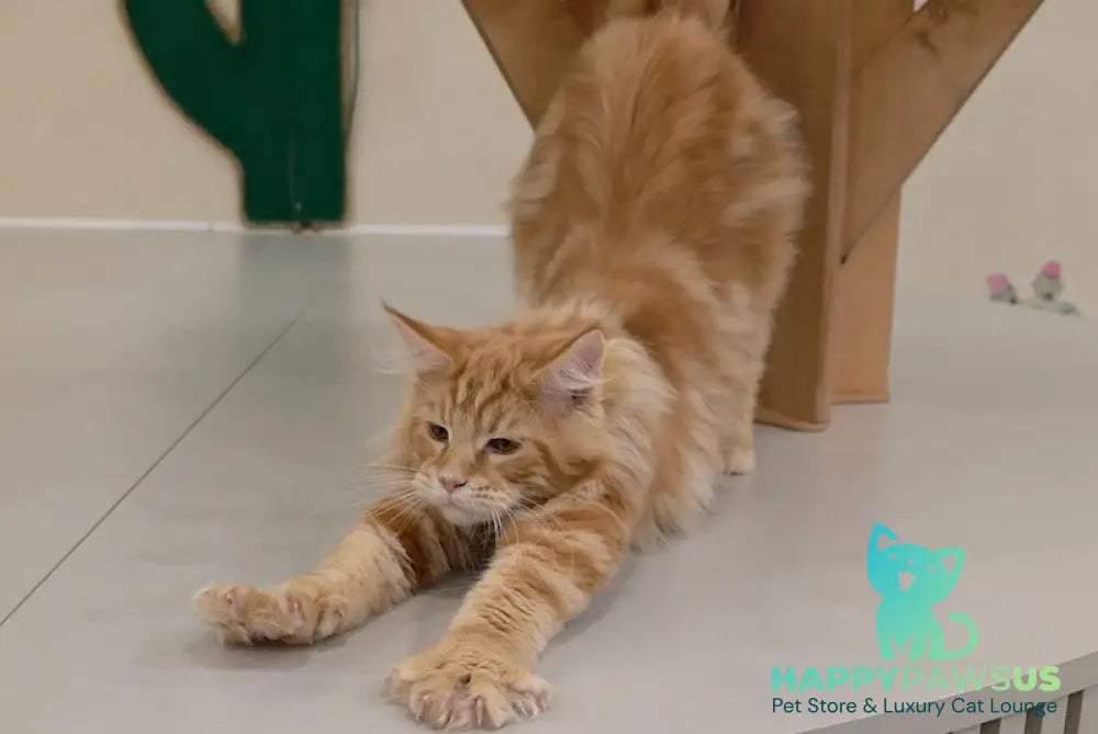 Guru Maine Coon male red tabby live animals