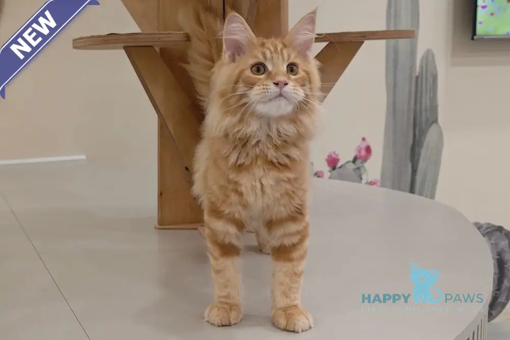 Guru Maine Coon male red tabby live animals