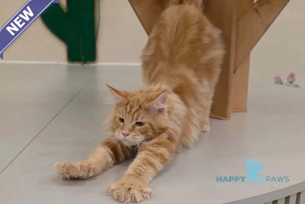 Guru Maine Coon male red tabby live animals