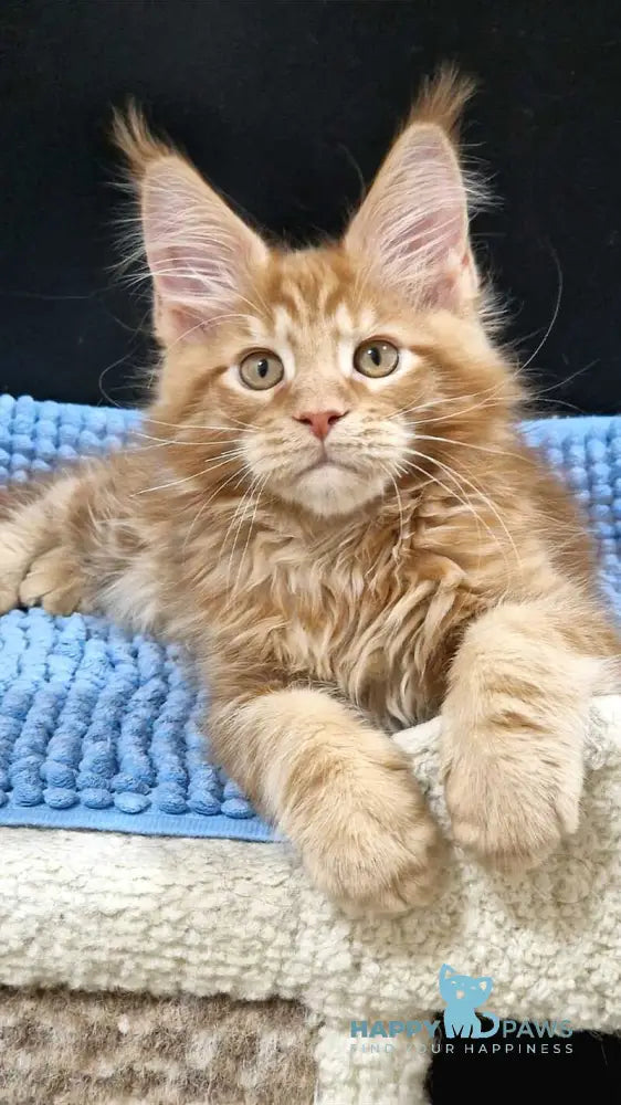 Guru Maine Coon male red tabby with white live animals