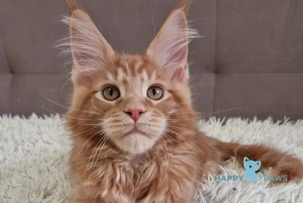 Guru Maine Coon male red tabby with white live animals