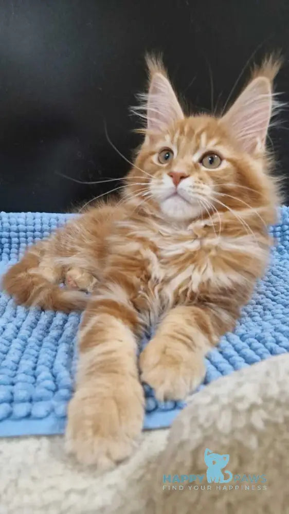 Guru Maine Coon male red tabby with white live animals