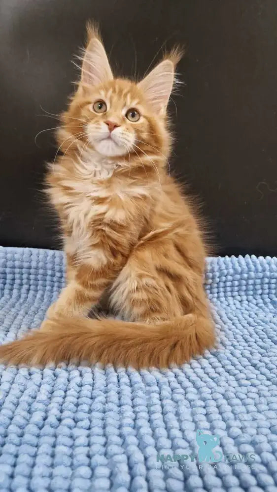 Guru Maine Coon male red tabby with white live animals