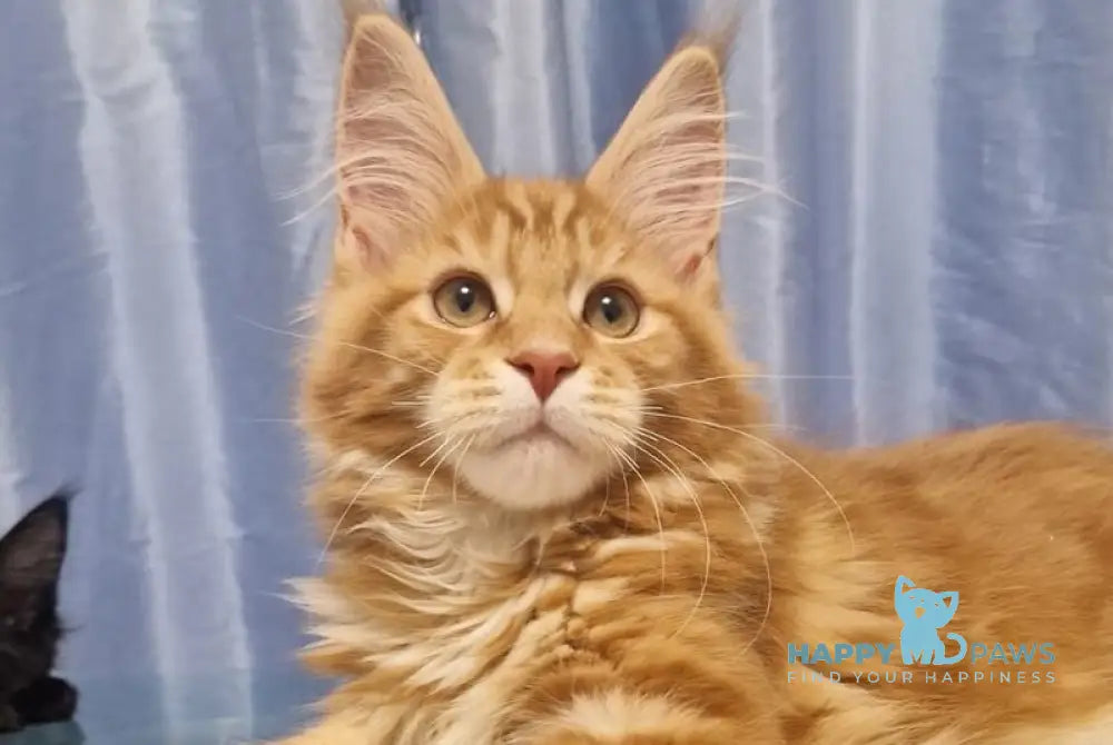 Guru Maine Coon male red tabby with white live animals
