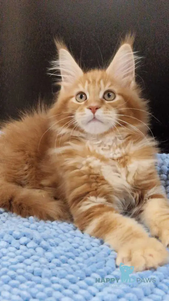 Guru Maine Coon male red tabby with white live animals