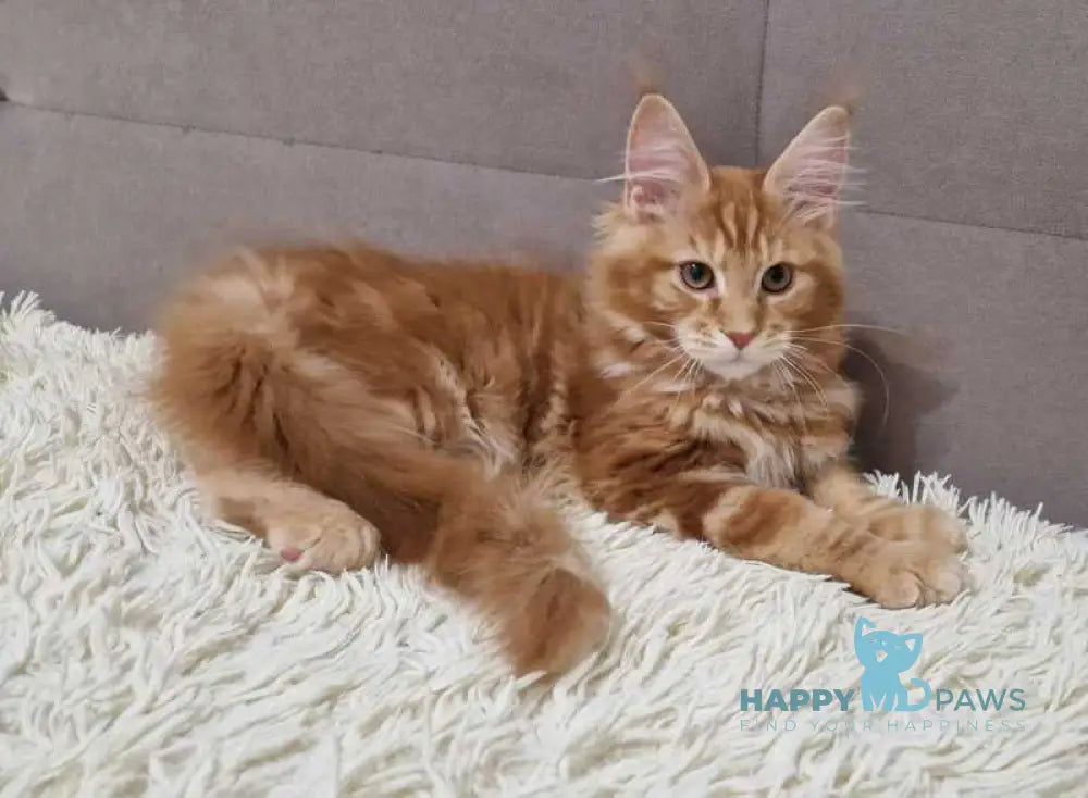 Guru Maine Coon male red tabby with white live animals