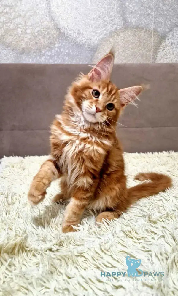 Guru Maine Coon male red tabby with white live animals