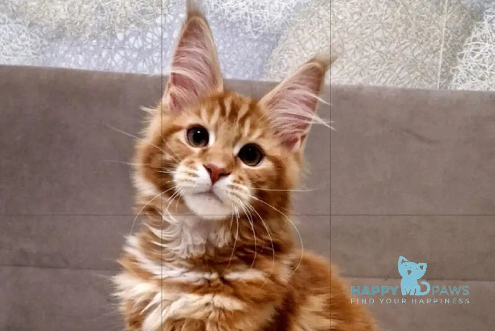 Guru Maine Coon male red tabby with white live animals