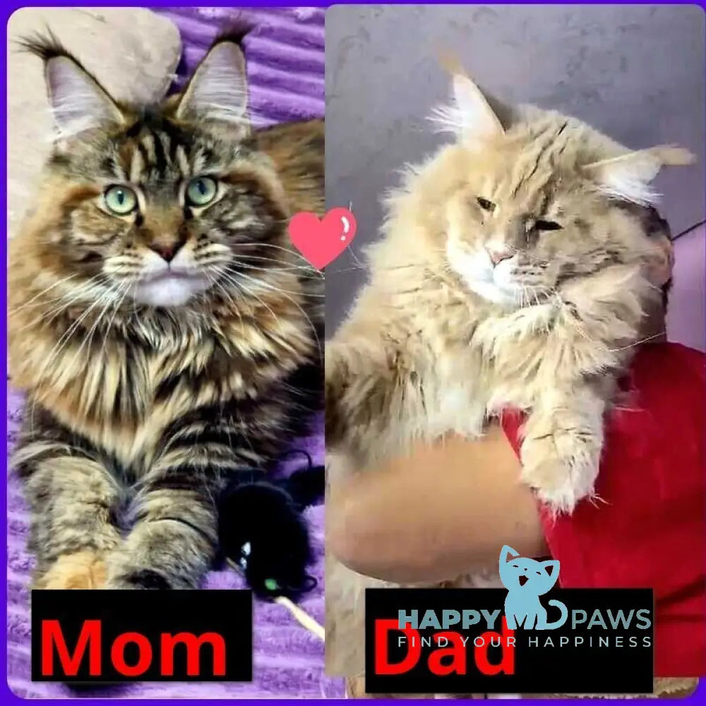 Guru Maine Coon male red tabby with white live animals