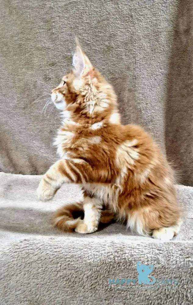 Guru Maine Coon male red tabby with white live animals