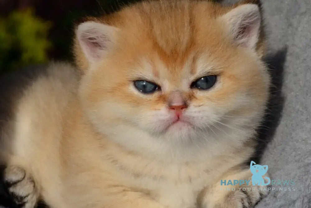 Gven Scottish Straight female black golden shaded - live animals