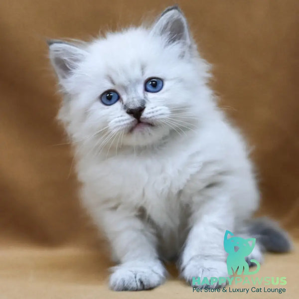 Gvidon Neva Masquerade male blue tabby pointed - live animals