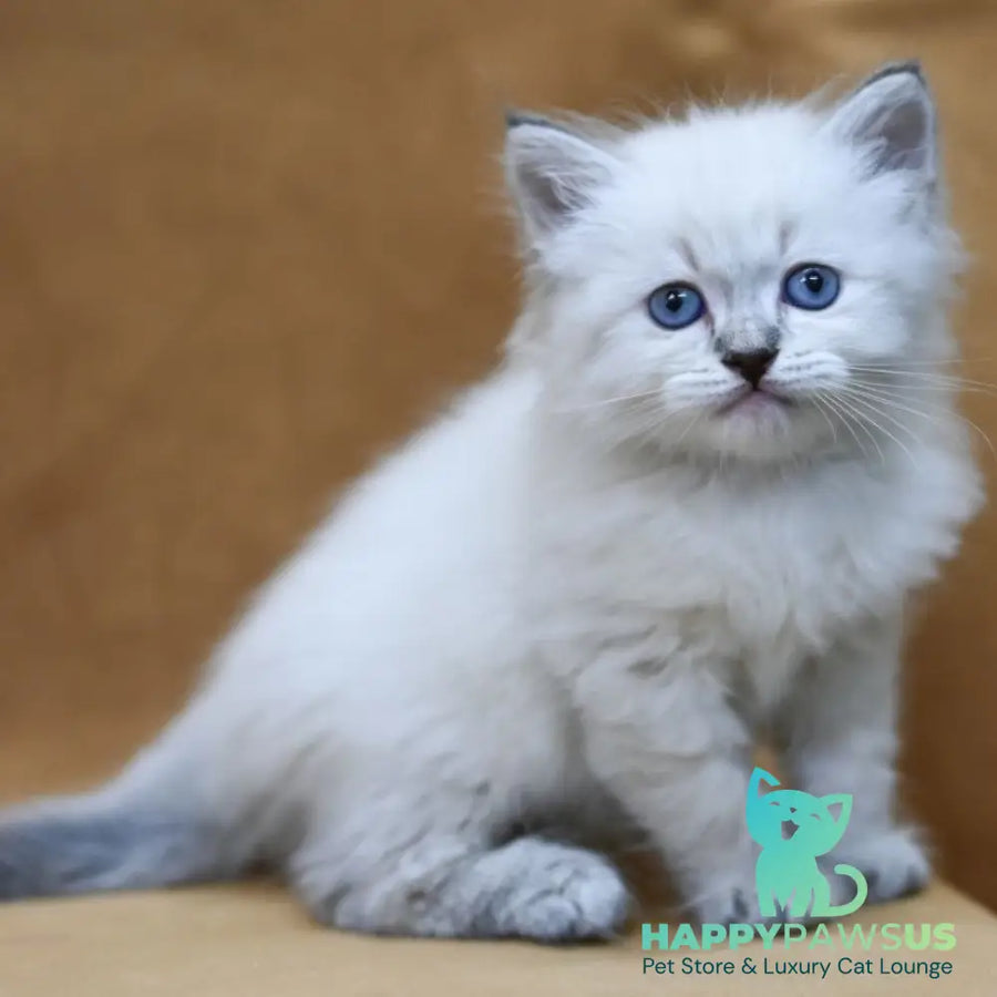 Gvidon Neva Masquerade male blue tabby pointed - live animals