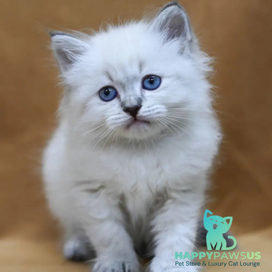 Gvidon Neva Masquerade male blue tabby pointed - live animals