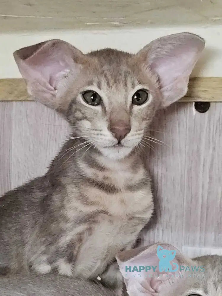 Х-File Oriental Shorthair male lilac tabby live animals