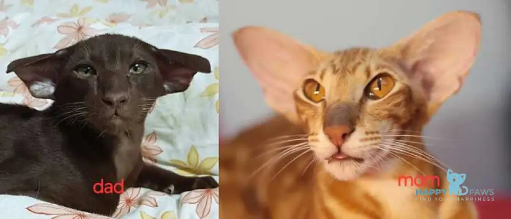 Х-Guy Oriental Shorthair male chocolate tabby live animals