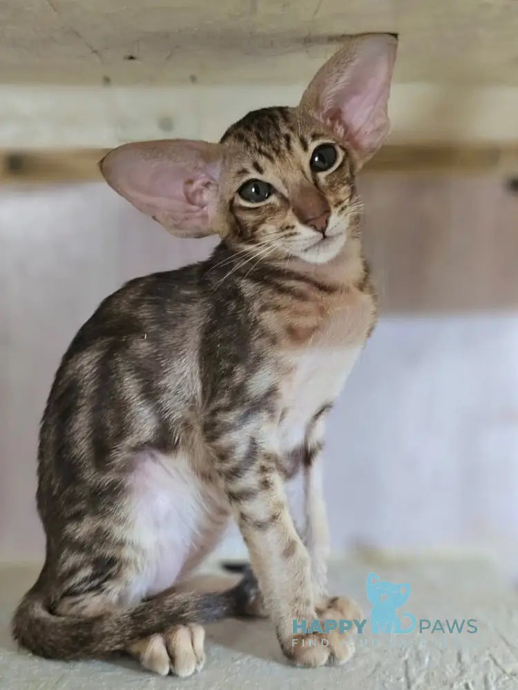 Х-Guy Oriental Shorthair male chocolate tabby live animals