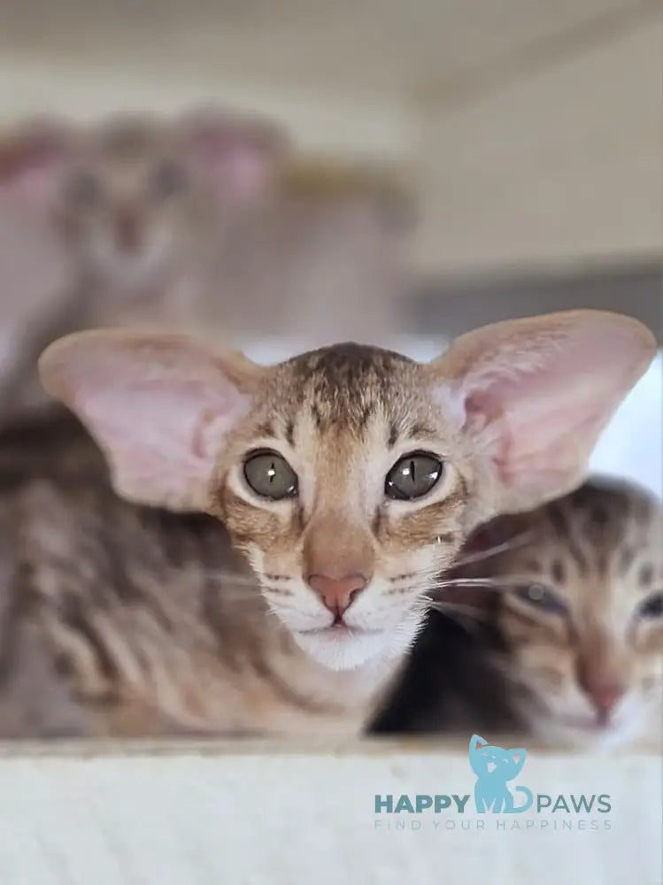 Х-Man Oriental Shorthair male chocolate tabby live animals