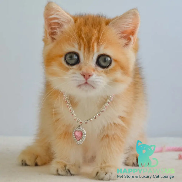 Haddie Scottish Straight female black golden shaded - live animals