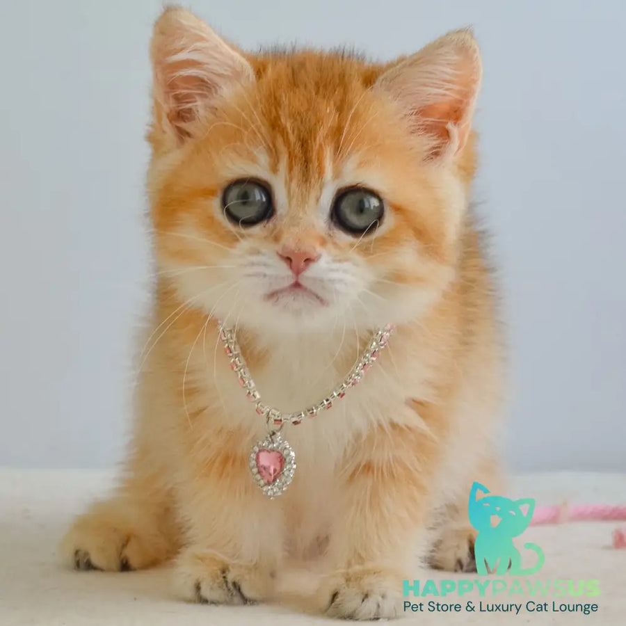 Haddie Scottish Straight female black golden shaded - live animals