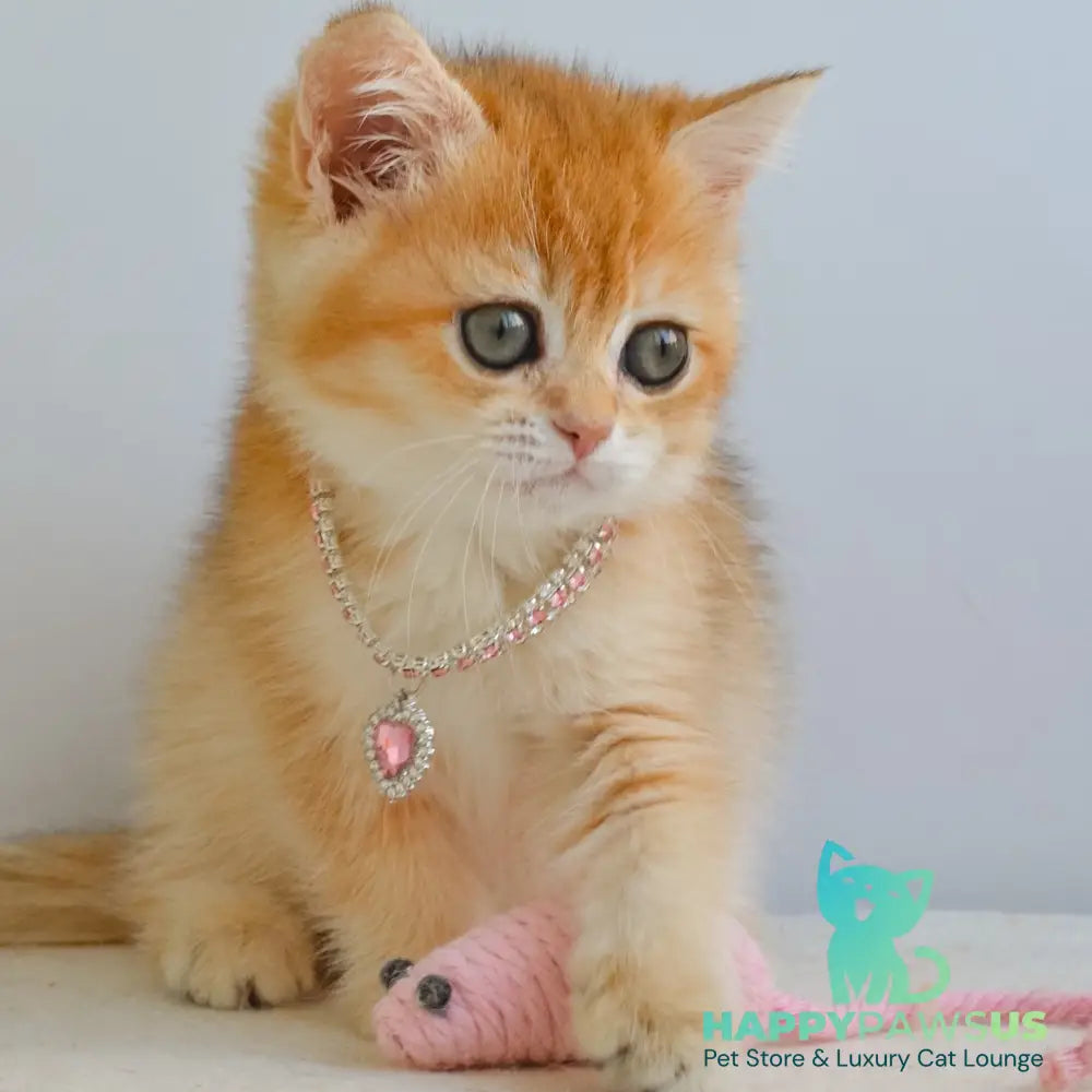 Haddie Scottish Straight female black golden shaded - live animals