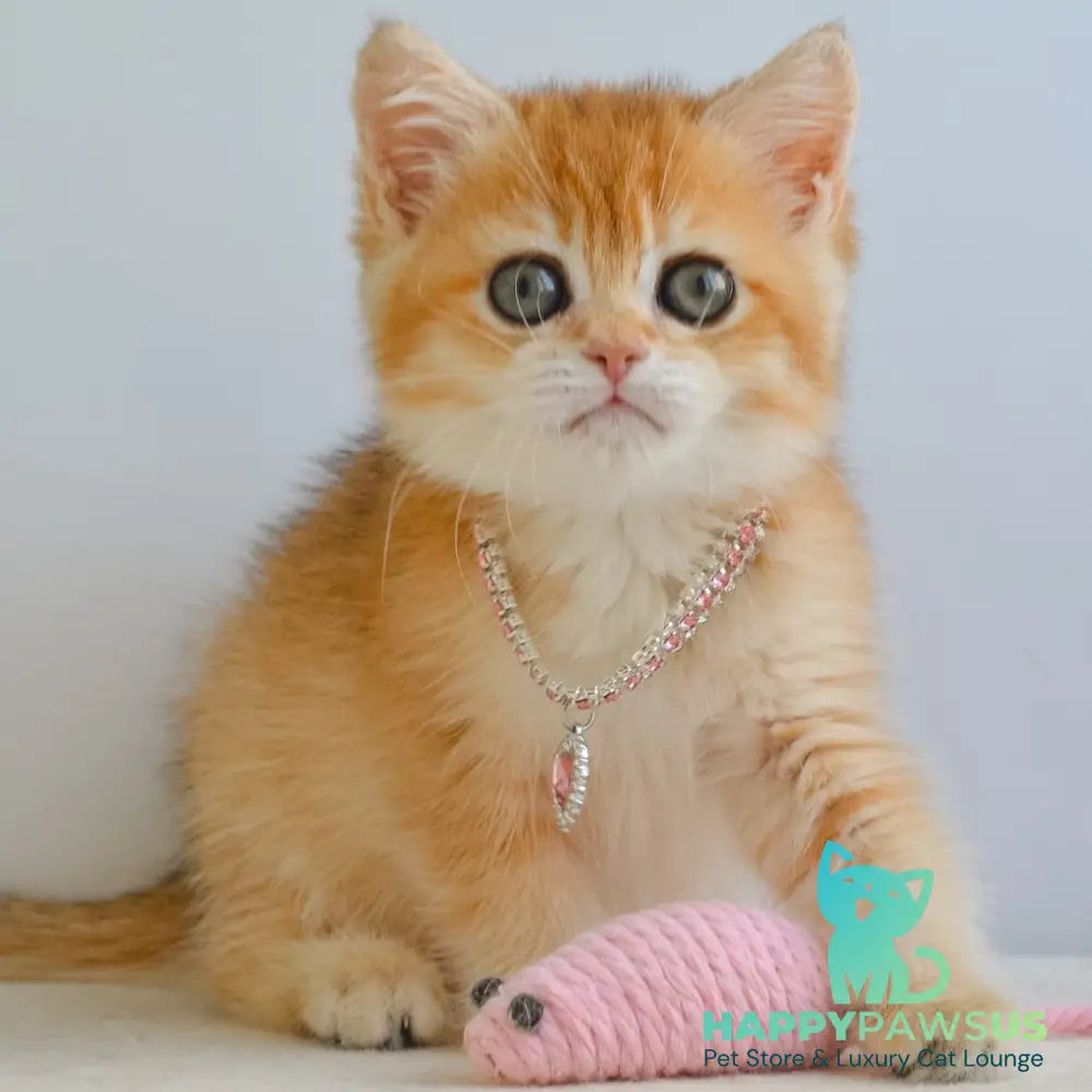 Haddie Scottish Straight female black golden shaded - live animals