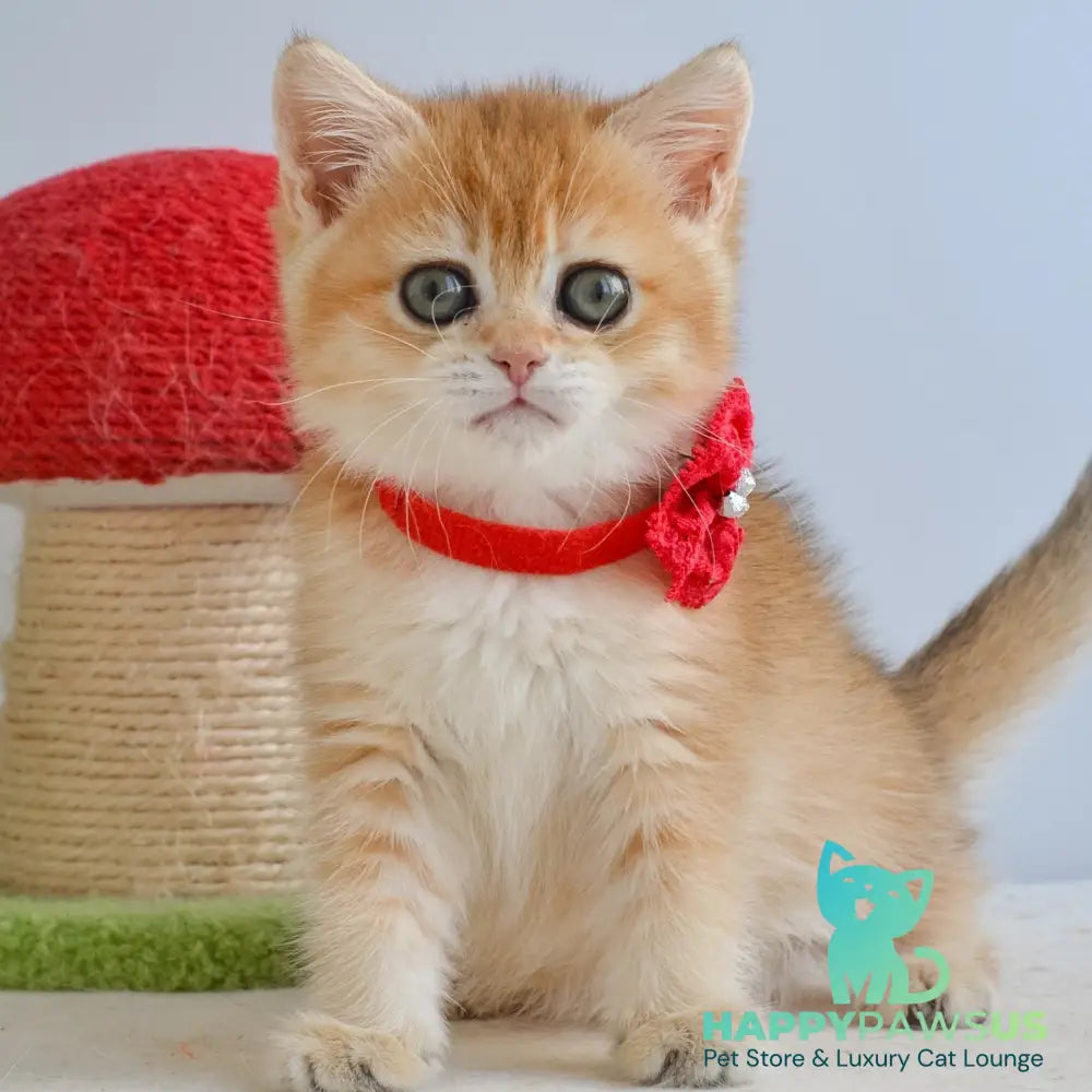 Haddie Scottish Straight female black golden shaded - live animals